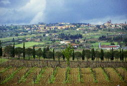 Tuscany Vinyard